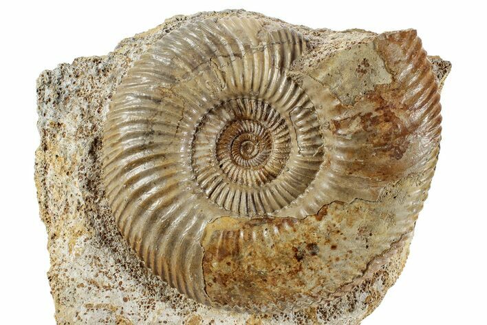 Jurassic Ammonite (Parkinsonia) Fossil - France #244477